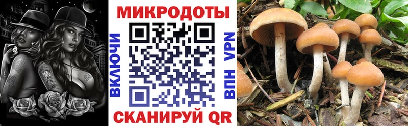 Псилоцибиновые грибы мицелий  Сурск 
